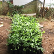 Bamboo plant nursery