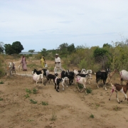 Goat farming and community 