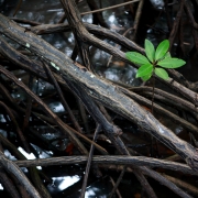 Rhizophora