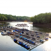 Mangroves on both sides of the canal are established as a community forest