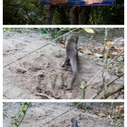 Otter in Phuket