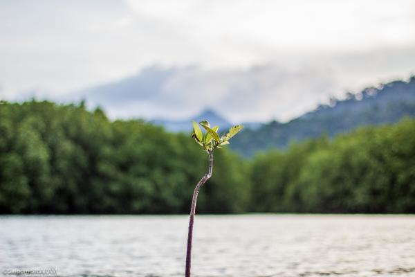 Mangrove sapling with sea and forest in the background